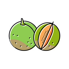 cut green melon cantaloupe color icon vector illustration