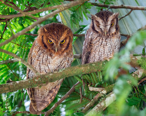 Tropical Screech-Owl (megascops choliba). Pair of owls in the branches of a tree