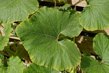 vegetable green texture of large pumpkin leaves in summer nature