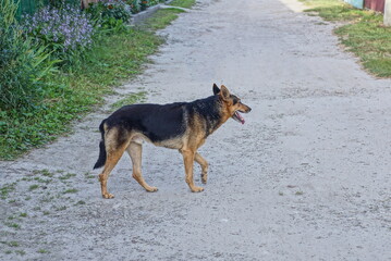 one big brown black dog stands on the street on the gray ground