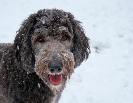 Selective focus shot of a Sheepadoodle with snowflakes on the face