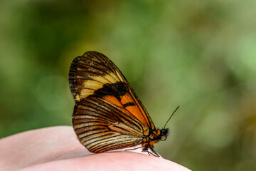 farfalla