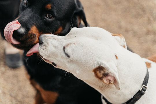 Two dogs licking each other
