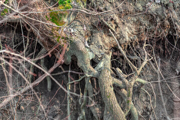 Roots background . Washed roots after flood 