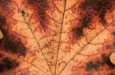 Maple leaf close up - Autumn background