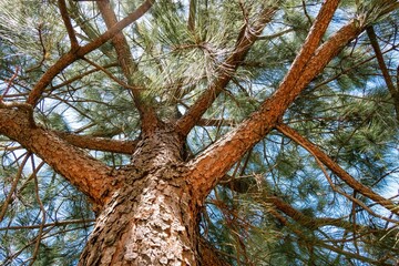 Tree trunk background with copyspace