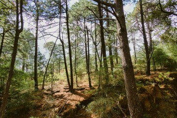 Fototapeta na wymiar Landscape of trees in the forest