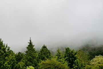 Obraz na płótnie Canvas Green pines with mist and copyspace