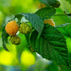 Yellow juicy raspberry on a branch. close up