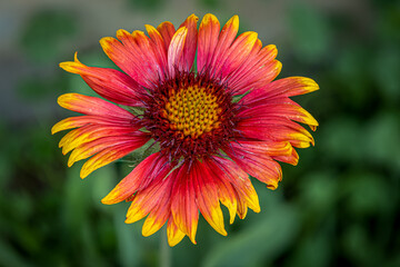 Extreme Close up of a Indian Blanket Flower in Bloom