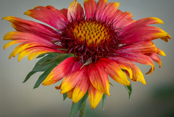 Extreme Close up of a Indian Blanket Flower in Bloom