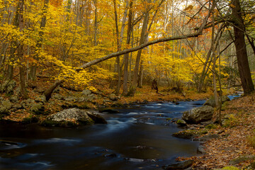 Fototapeta na wymiar autumn forest with stream running through