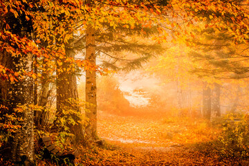 Orange and yellow autumn