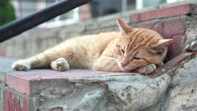 Homeless ginger cat sleeps sweetly on the steps on the street. 