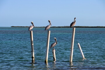 seagulls on the pier