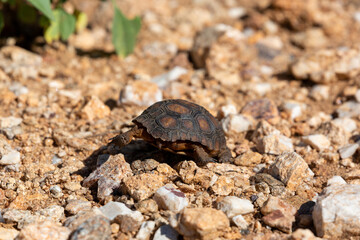 A baby desert tortoise, Gopherus agassizii, wandering through the Sonoran Desert after recent summer monsoon rains. A young and incredibly cute reptile. Pima County, Oro Valley, Arizona, USA.