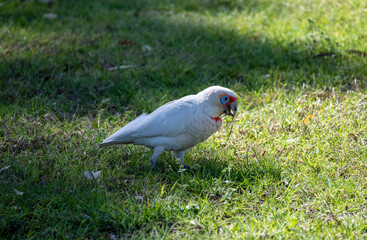 Long-billed Corella (Cacatua tenuirostris)