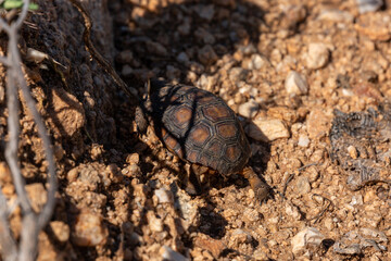 A baby desert tortoise, Gopherus agassizii, wandering through the Sonoran Desert after recent summer monsoon rains. A young and incredibly cute reptile. Pima County, Oro Valley, Arizona, USA.