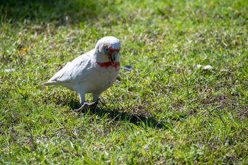 Long-billed Corella (Cacatua tenuirostris)