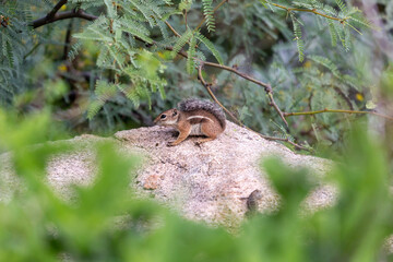 Harris's antelope squirrel, Ammospermophilus harrisii, a cute rodent that lives in the Sonoran Desert. An adorable chipmunk like animal sitting on a boulder or rock. Pima County, Arizona, USA.