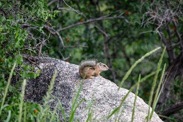Harris's antelope squirrel, Ammospermophilus harrisii, a cute rodent that lives in the Sonoran Desert. An adorable chipmunk like animal sitting on a boulder or rock. Pima County, Arizona, USA.