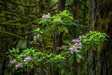 Flowers in the Woods, A beautiful contrast between the colorful rhododendron flowers and the dark moss coated trees in the Willamette National Forest, Oregon.