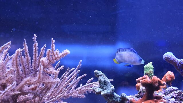 Rare video of Splendid dottyback saltwater fish