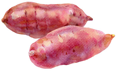 さつまいも2点　水彩画