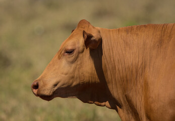 portrait of caracu cow