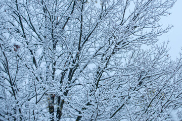 Fototapeta na wymiar Snow covered branch tree against snowy background. Branch in snow background. Frozen in the ice tree branches in winter.