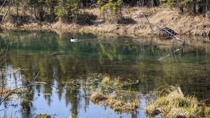 duck in pond