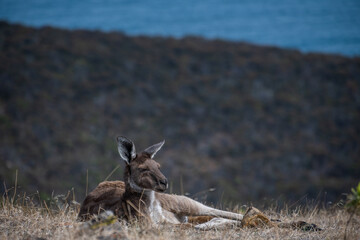 Kangaroo lying in the grass - 525716005