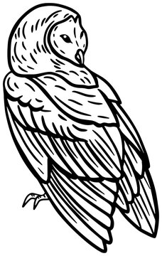 Owl Bird Hand Drawn illustration