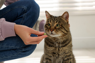 Woman giving pill to cute cat at home, closeup. Vitamins for animal