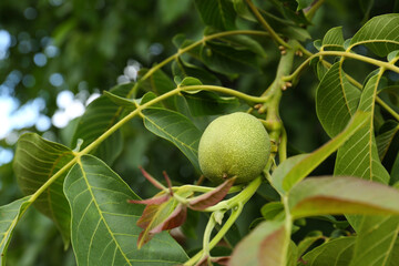Green unripe walnut on tree branch outdoors, closeup