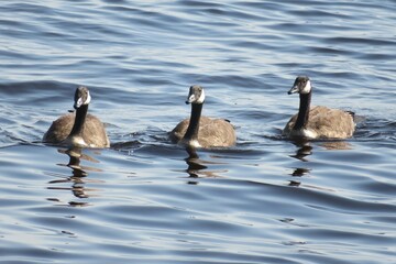 Canadian goose swimming on Florida river, closeup