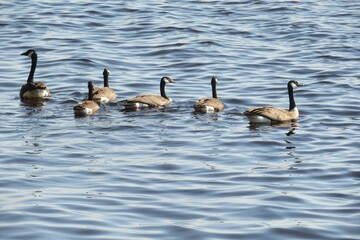 Canadian goose swimming in the lake