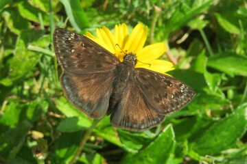 Closeup of brown skipper butterfly on a yellow flower in Florida nature, closeup