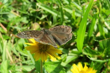 Brown skipper butterfly on a yellow flower, closeup