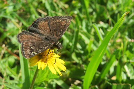 Brown skipper butterfly on a yellow flower in Florida nature, closeup