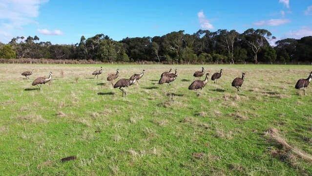 Emu In Bush Obrázky Emus – procházejte fotografie, vektory a videa 1,150 | Adobe Stock