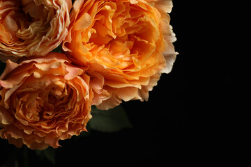 Beautiful fresh roses on dark background, closeup