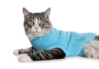 Cute cat wearing stylish pet clothes on white background