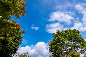 夏の快晴の空　滋賀県守山市もりやま芦刈園