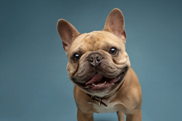 portrait of a French Bulldog