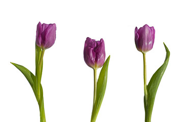 Three purple tulips cut out