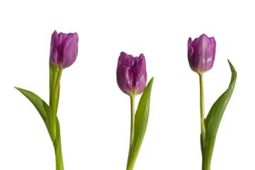 Three purple tulips cut out