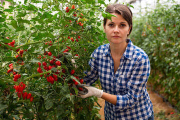 Positive woman harvesting fresh red cherry tomatoes in greenhouse