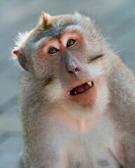 Monkey bares his teeth as sign of aggression.
