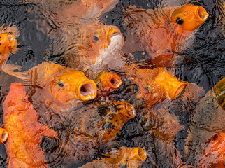 Koi swarming at top of pool in search of food.